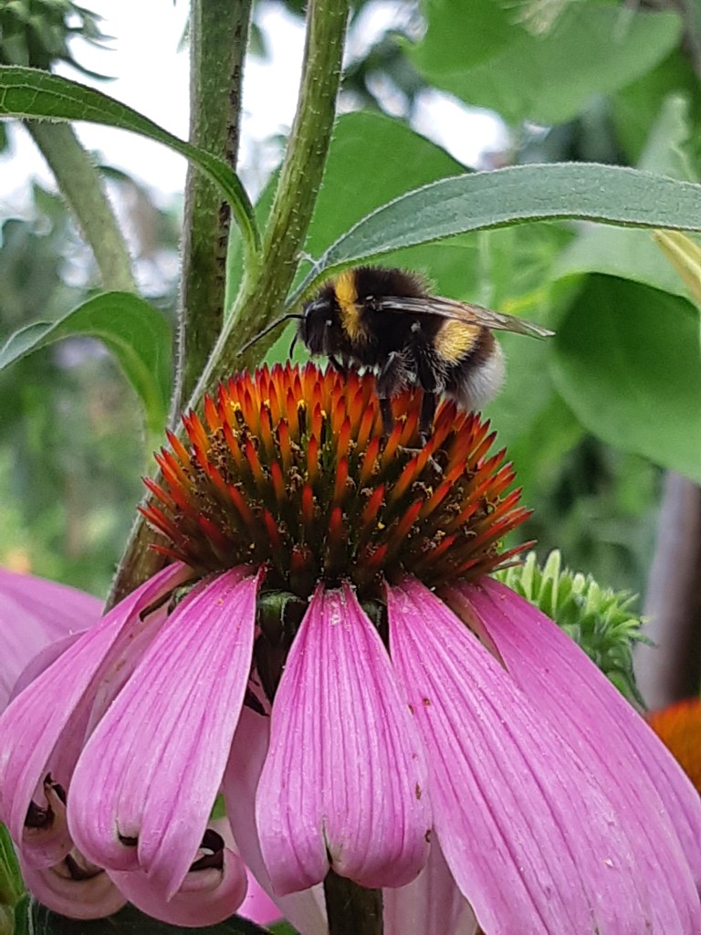 Echineacea Purpurea