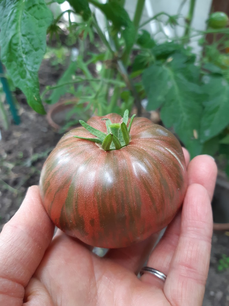 Tomaat Adelaide Festival