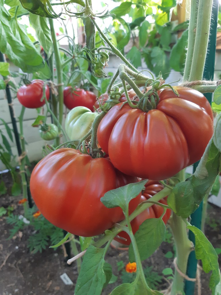 Tomaat Carol Chyko's Big Black Taste