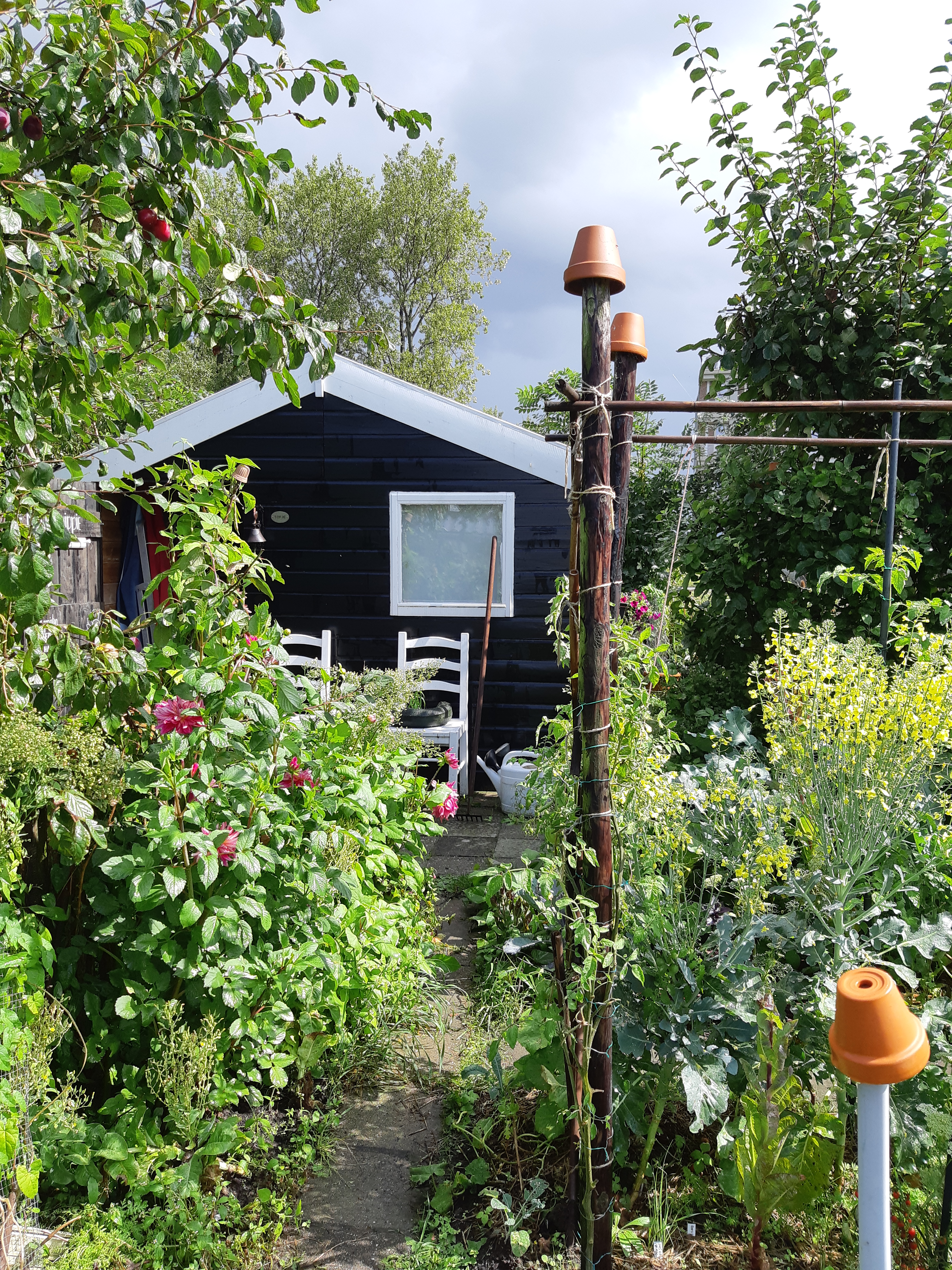 Moestuin september