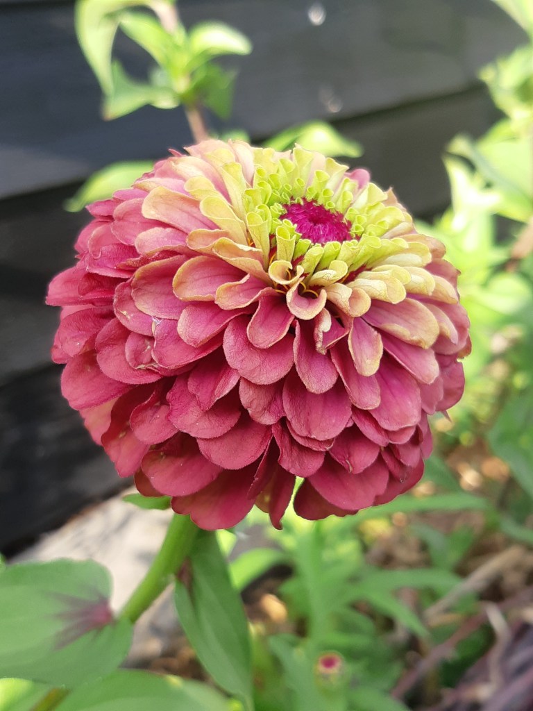 Zinnia Queen Red Lime