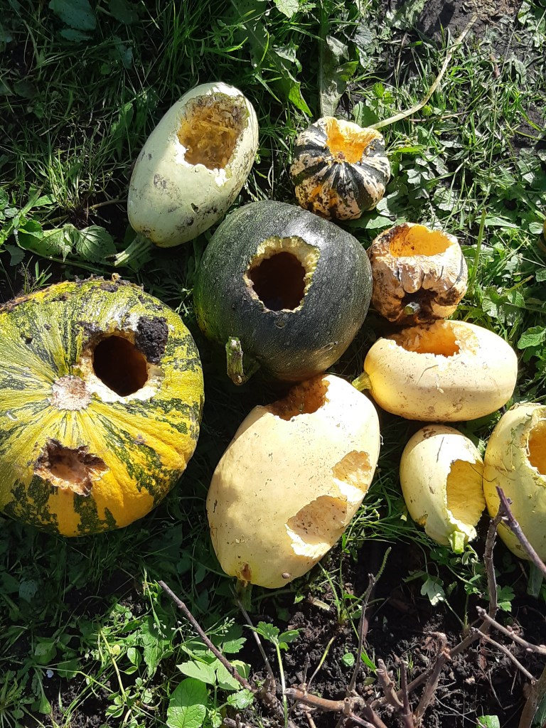 Ratten in de moestuin