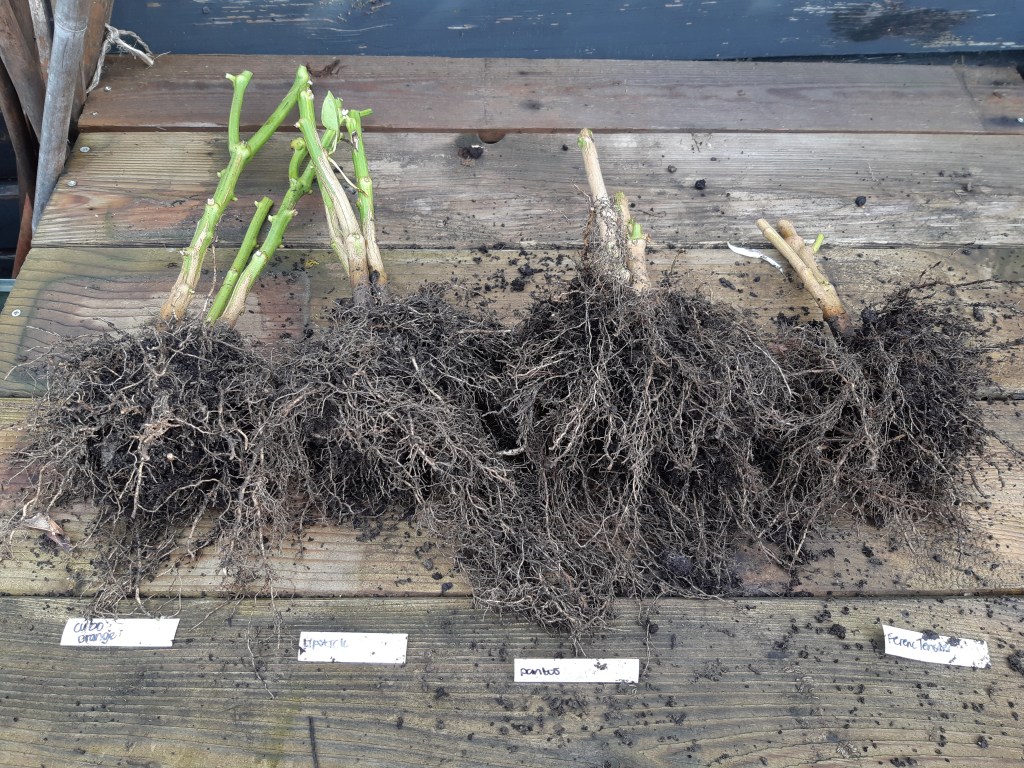 Paprika planten overhouden overwinteren