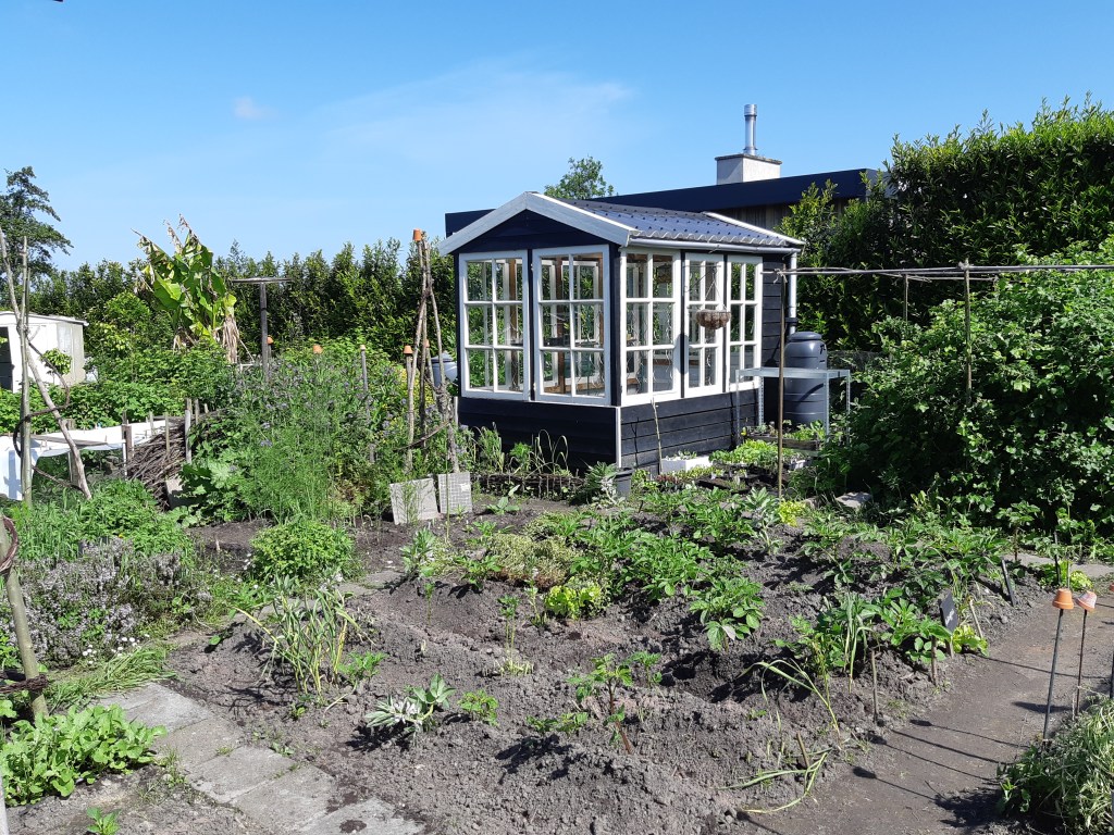 Aardappelen kweken bij droogte
