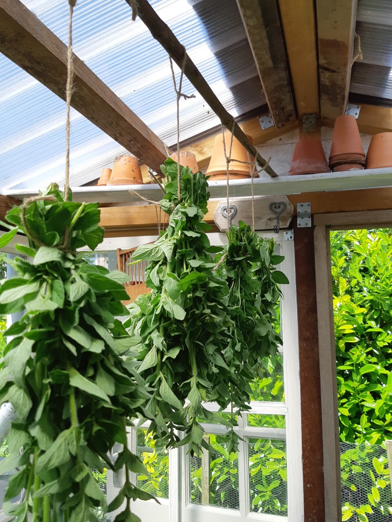 Kruiden drogen in de kas