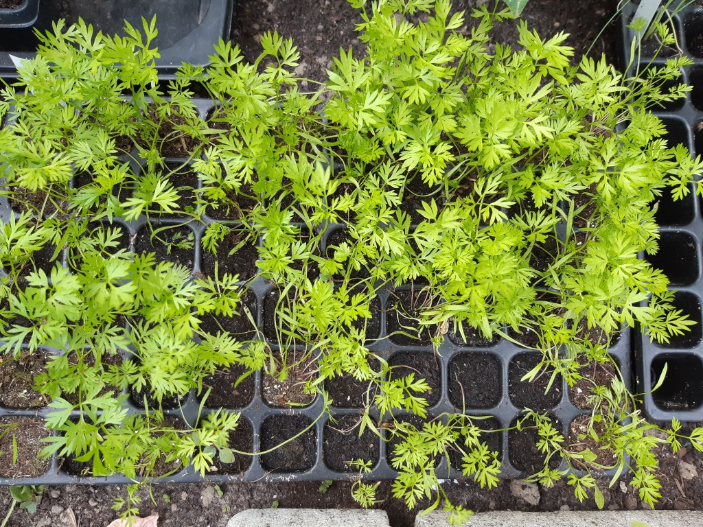 Wortels zaaien in zaaitray