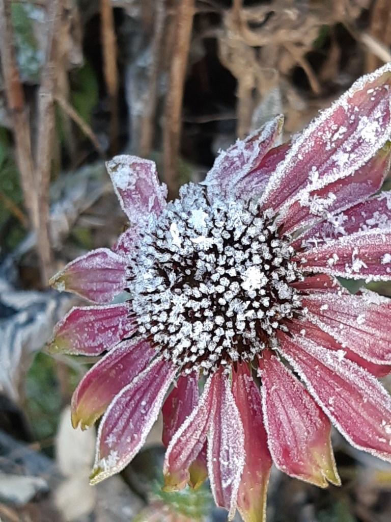 Echineacea Purpurea winter