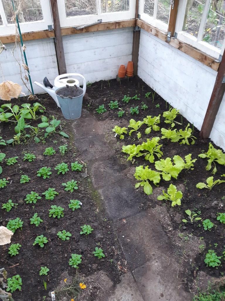 Tuinieren in de kas in december