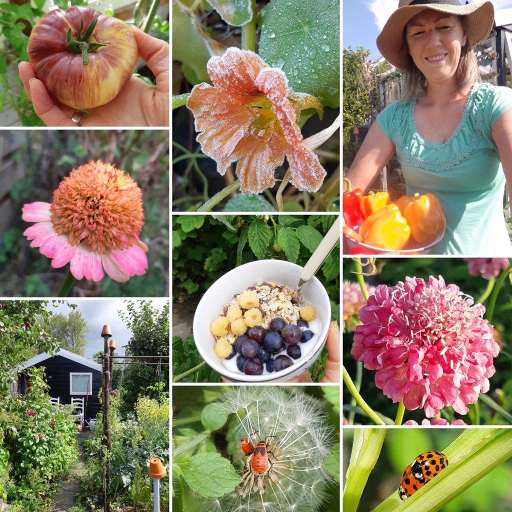 Moestuinhippie moestuin