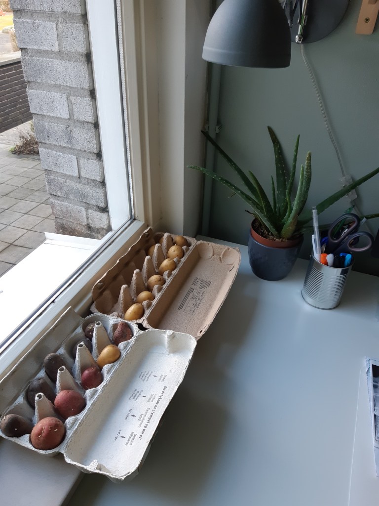 Aardappels voorkiemen februari maart