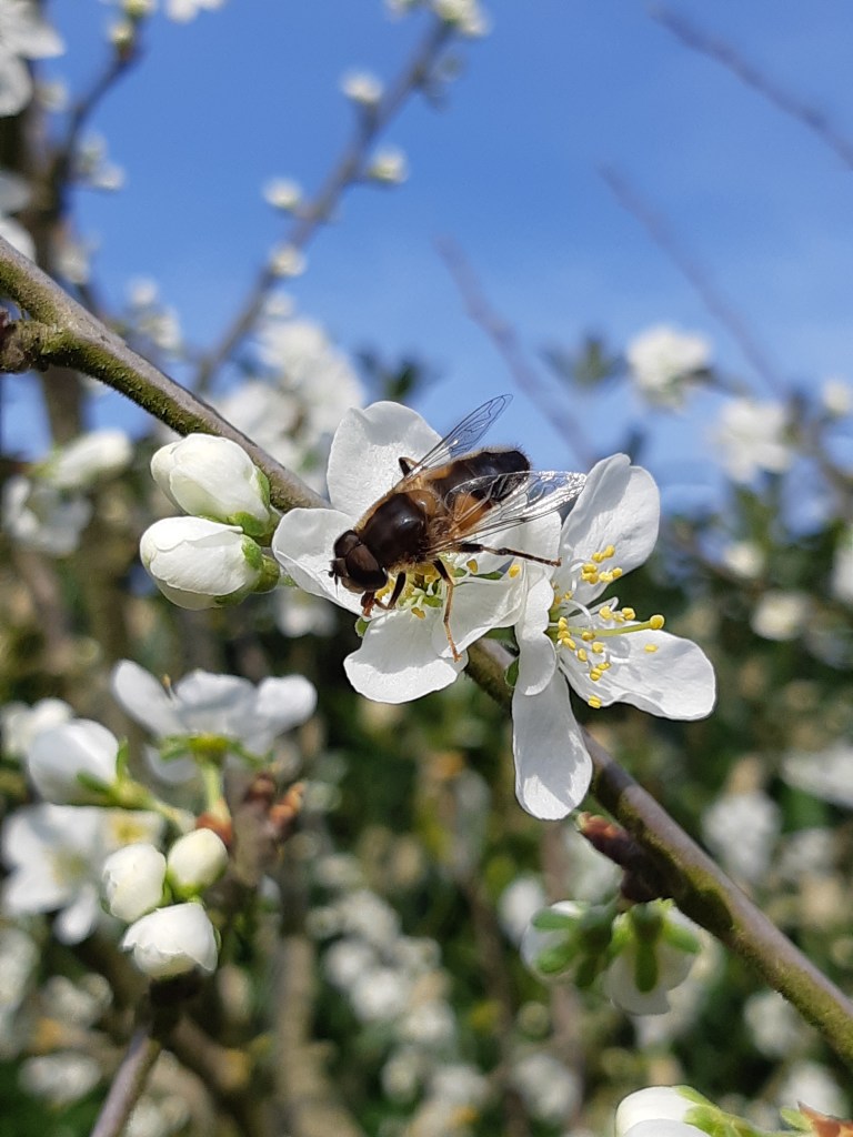 Bloesem pruimenboom Reine Victoria