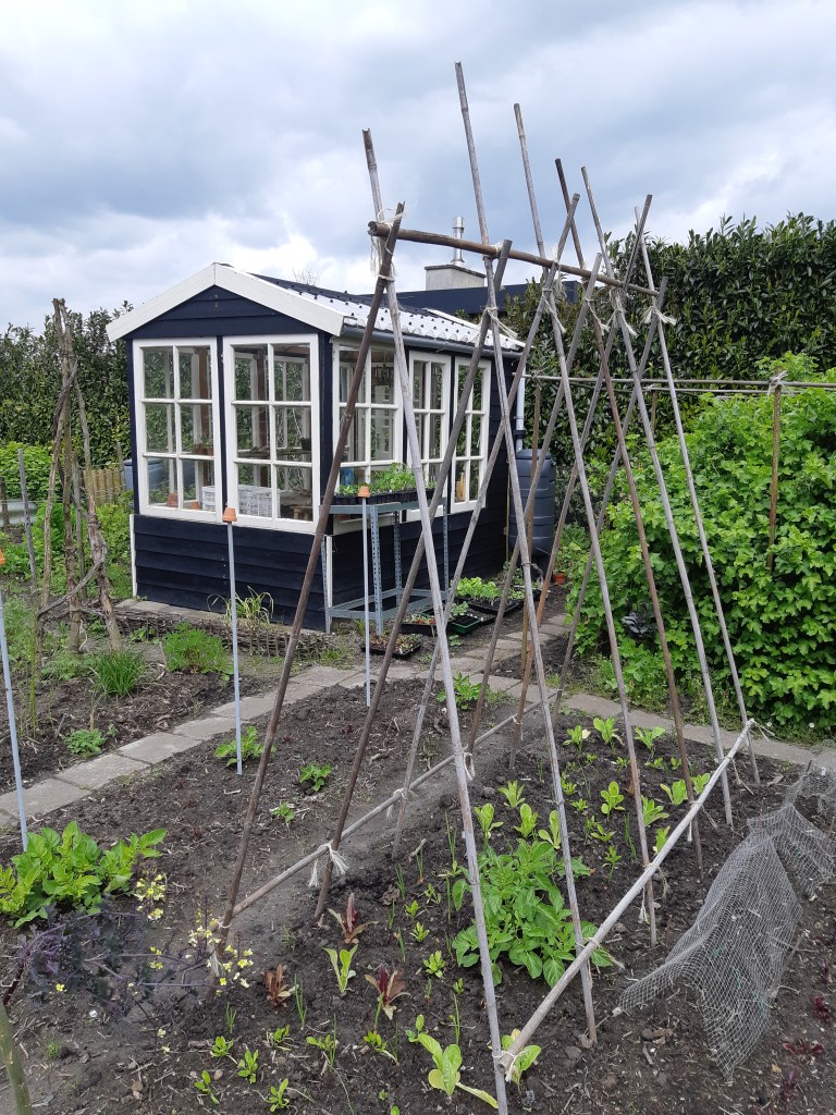 Planten afharden en uitplanten