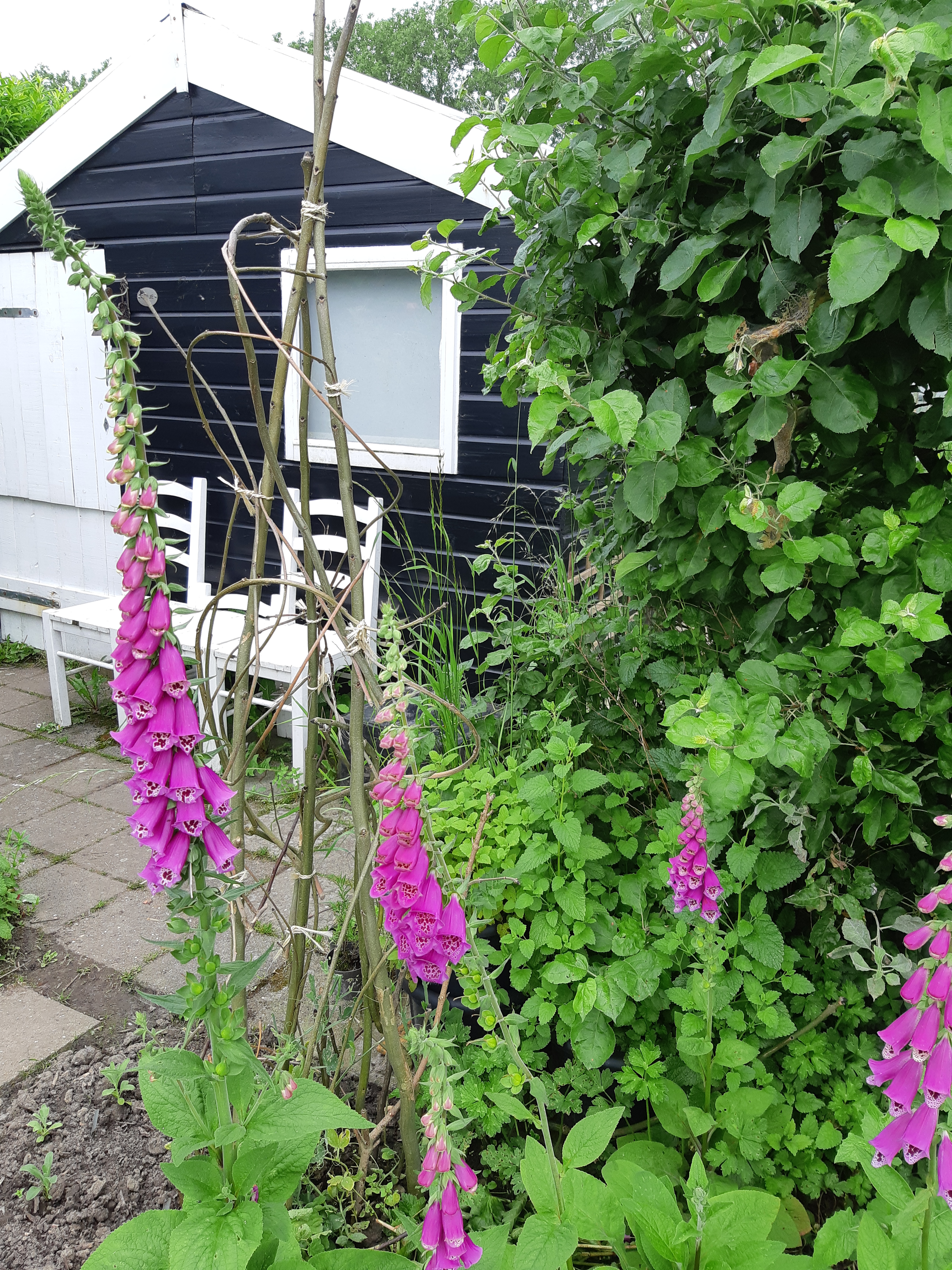 Moestuin mei vingerhoedskruid