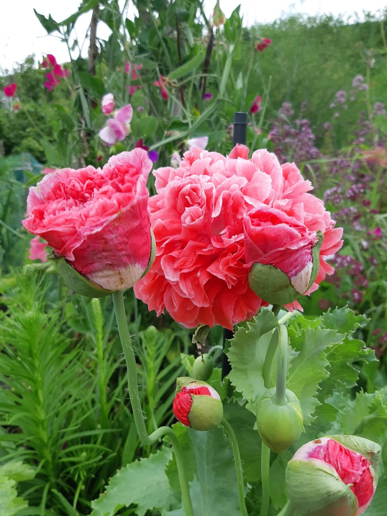 Papaver Frosted Salmon Peony