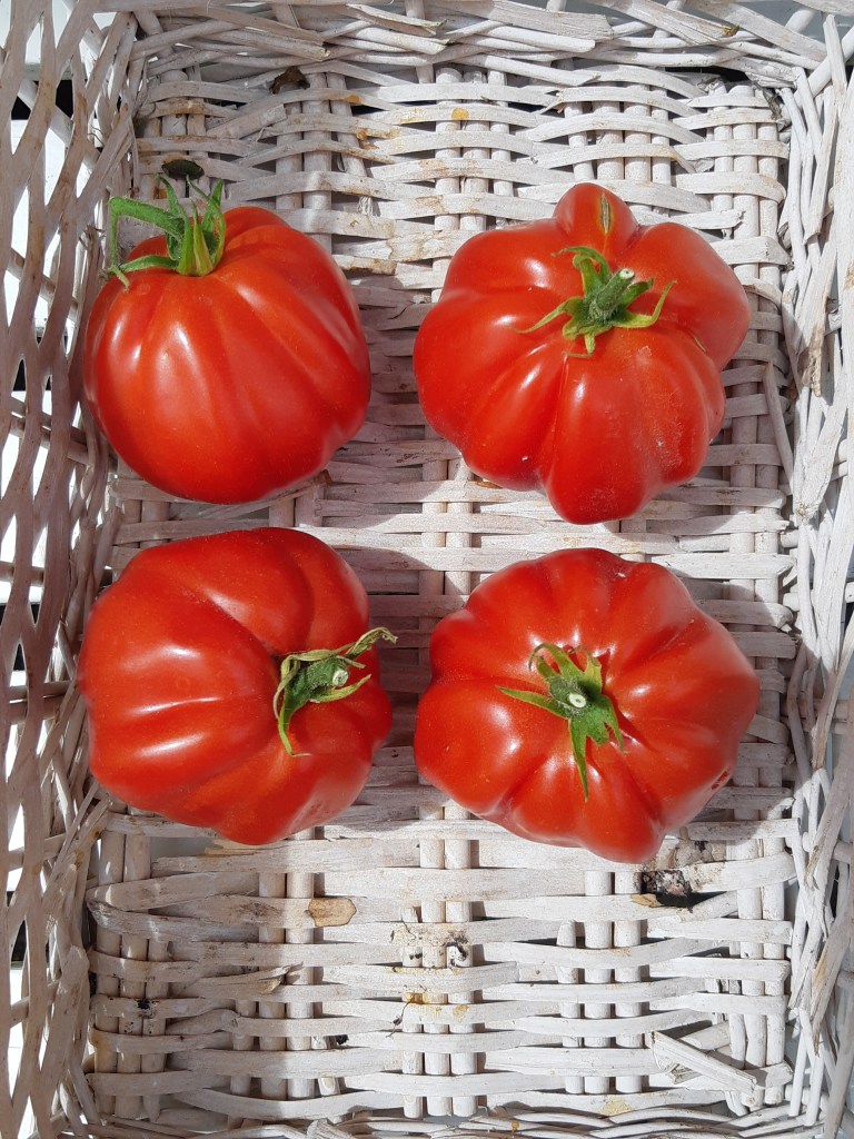 Tomaat Di Suore e Frati