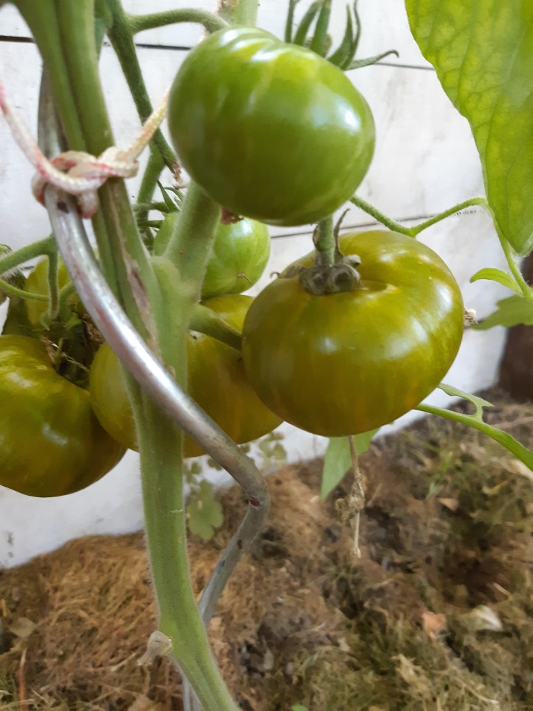 Tomaat Xanadu Green Goddess