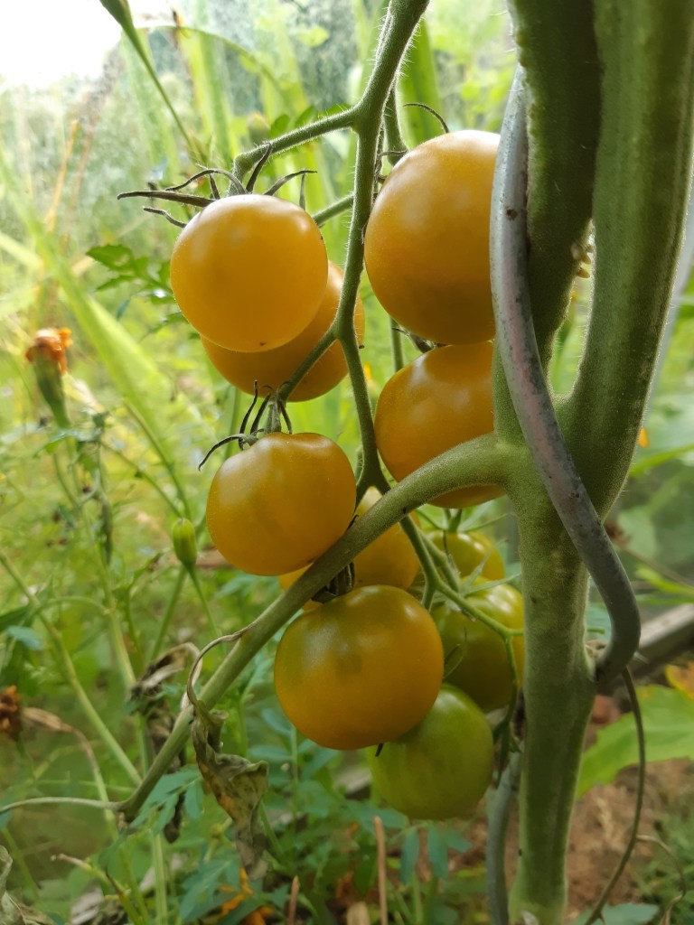 Tomaat Esmeralda Golosiva