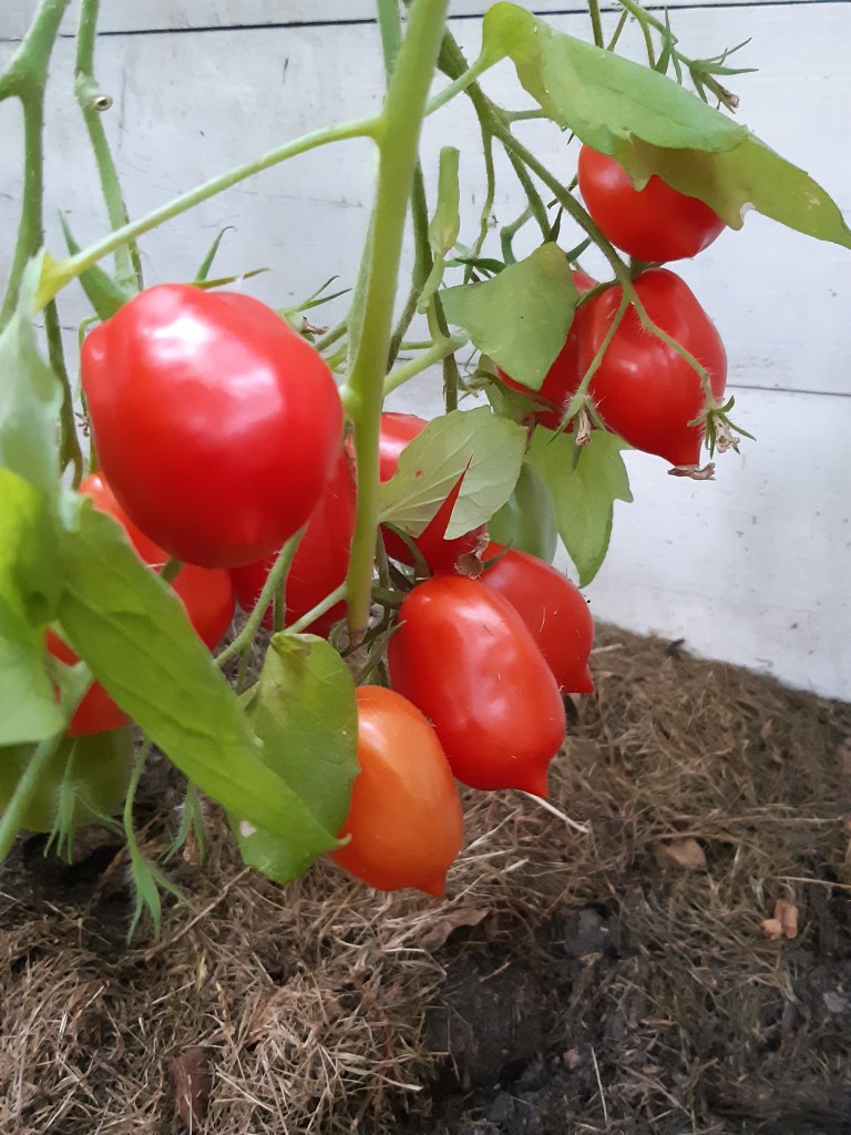 Tomaat Britain's Breakfast