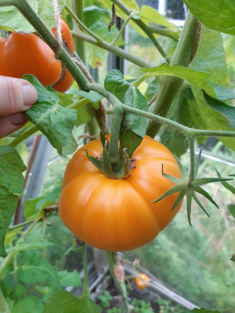 Tomaat Gary Ibsens Gold