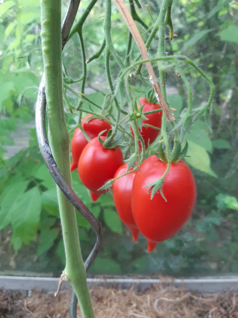 Tomaat Tarasenko's Legend