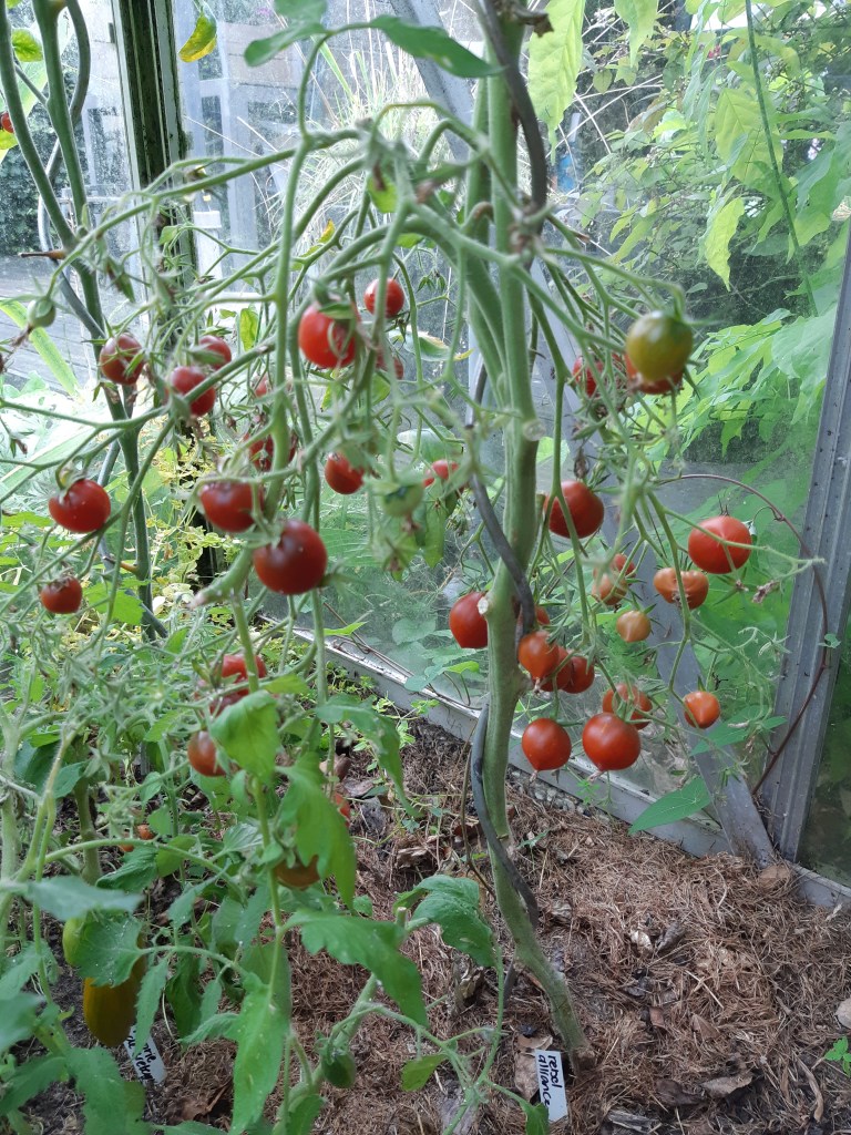 Tomaat Rebel Alliance