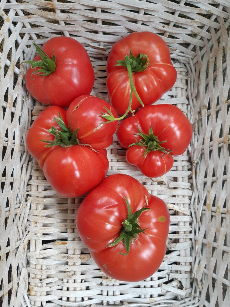 Tomaat Brandywine Sudduth
