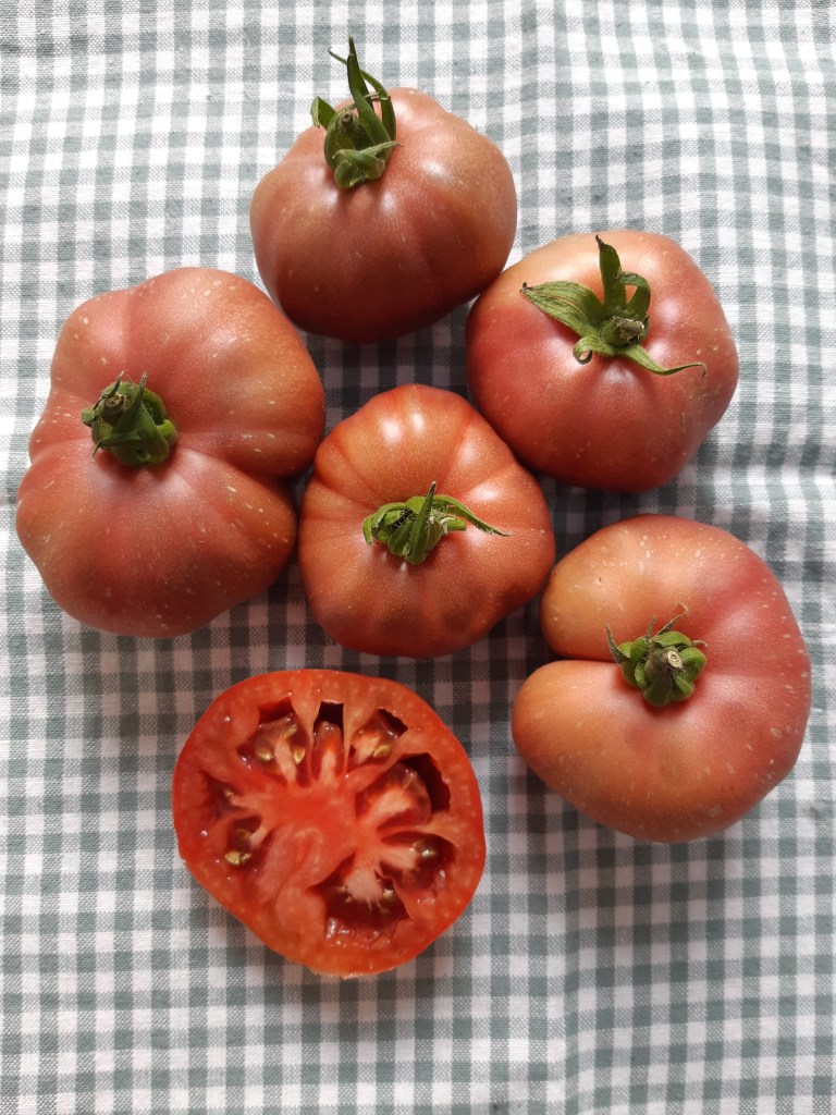 Tomaat Cherokee Rose