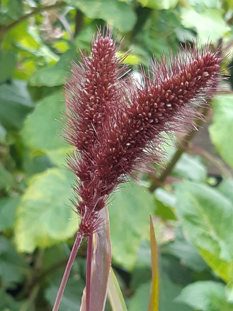 Setaria Italica Red Jewel