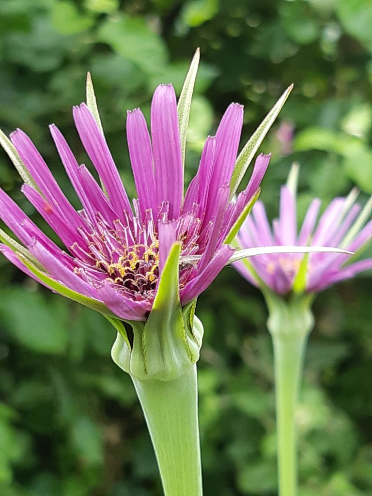 Tragopogon Porrifolius