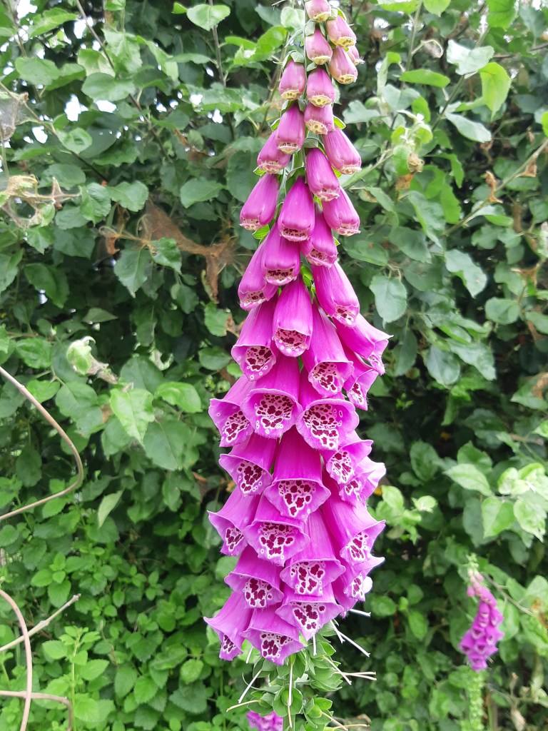 Digitalis Purpurea