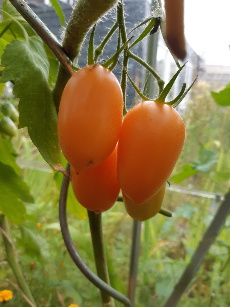 Tomaat Orange Banana