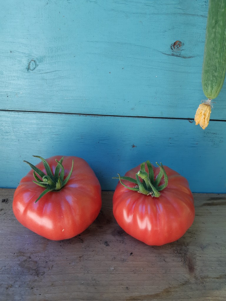 Tomaat Mr Underwood's pink German Giant