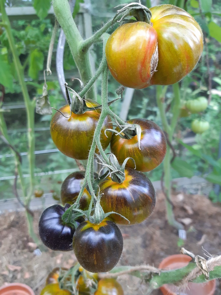 Tomaat Atomic Fusion