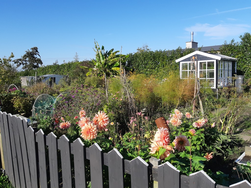 Moestuin oktober winterklaar maken