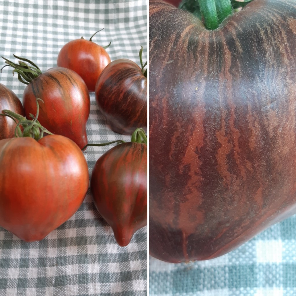 Tomaat Rebel Starfighter Prime