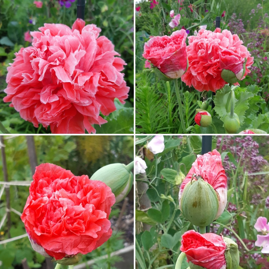 Papaver Frosted Salmon Peony