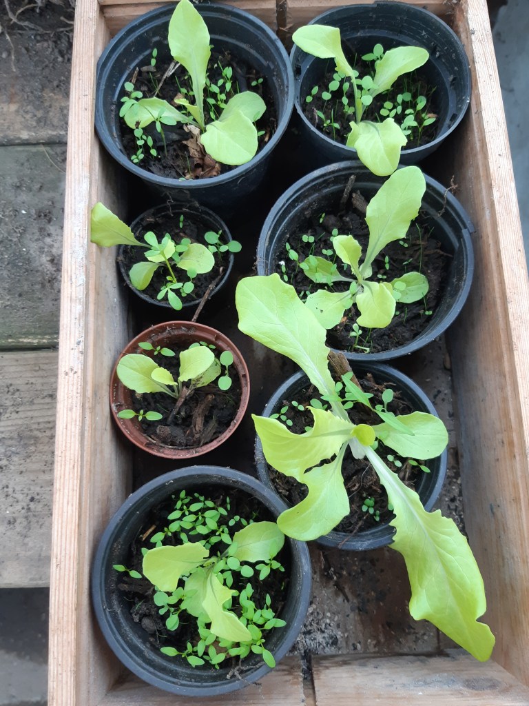 Sla zaaien in de winter