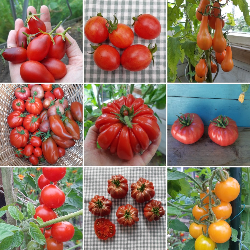Zadenwinkeltje Moestuinhippie tomaten