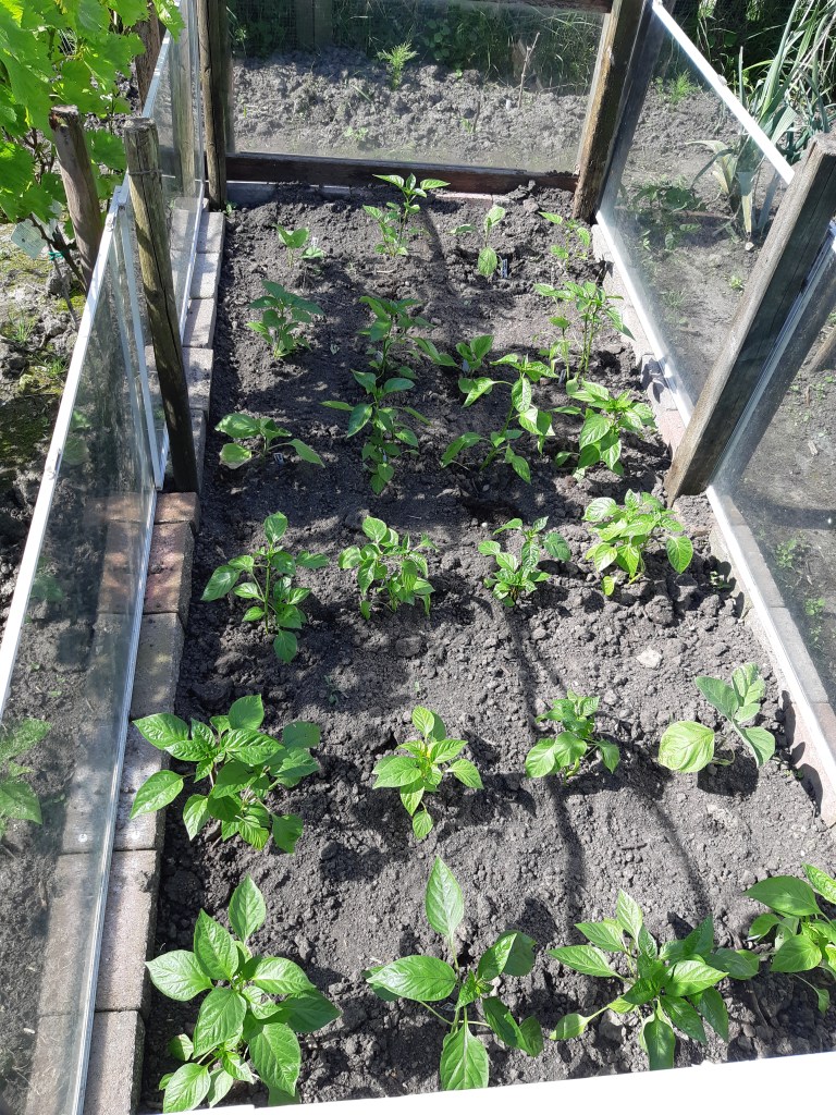 Paprika kweken in bak