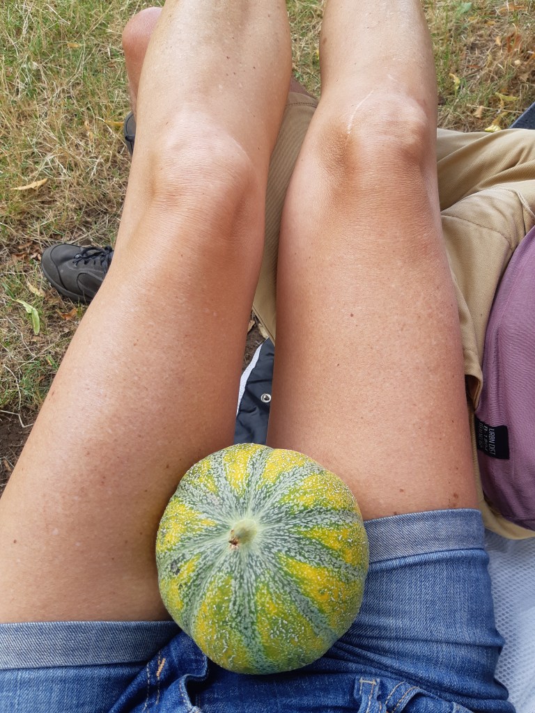 Meloen vroeg oogsten