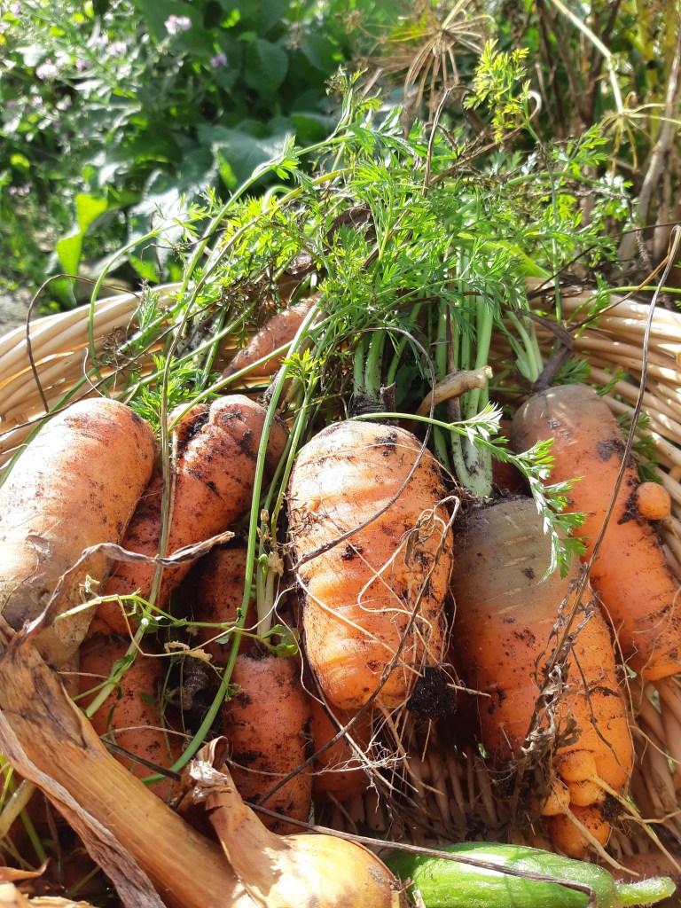 Wortels voorzaaien in zaaitray
