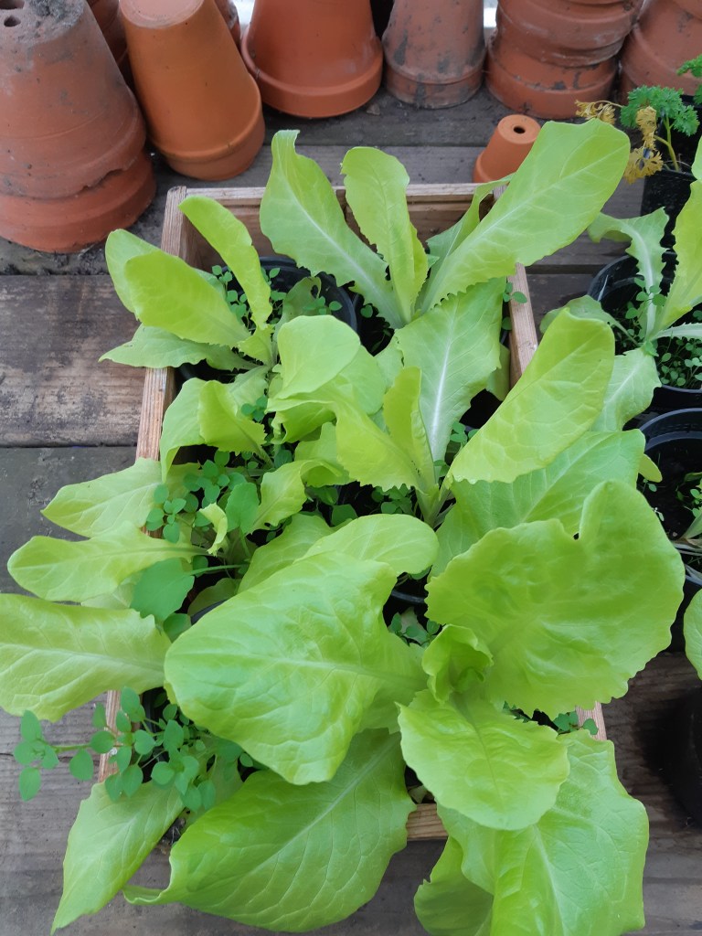 Sla zaaien in de winter