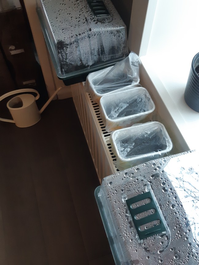 Paprika en peper zaaien in januari