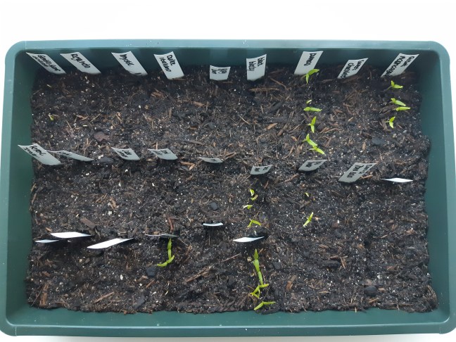 Paprika en peper zaaien in januari