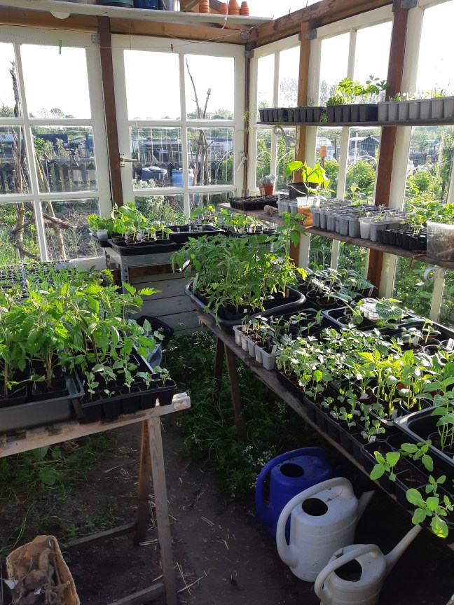 Kas in het voorjaar Greenhouse