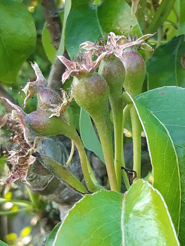 Begin van peervorming na de bloei. Conferance