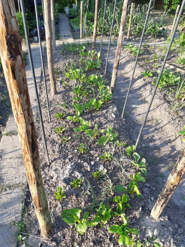 Tuinieren op golven. Schijnbare chaos