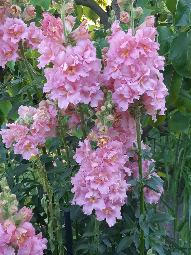 Snapdragon Madame Butterfly Pink