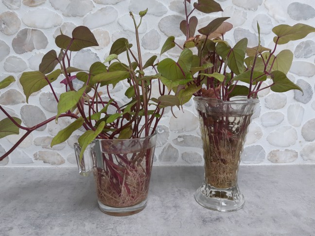 Zoete aardappel stekken