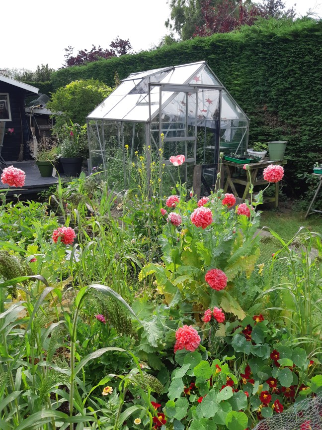 Papaver Frosted Salmon Peony
